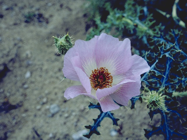 Argemone chisosensis (Chisos mountain prickly poppy) #7018