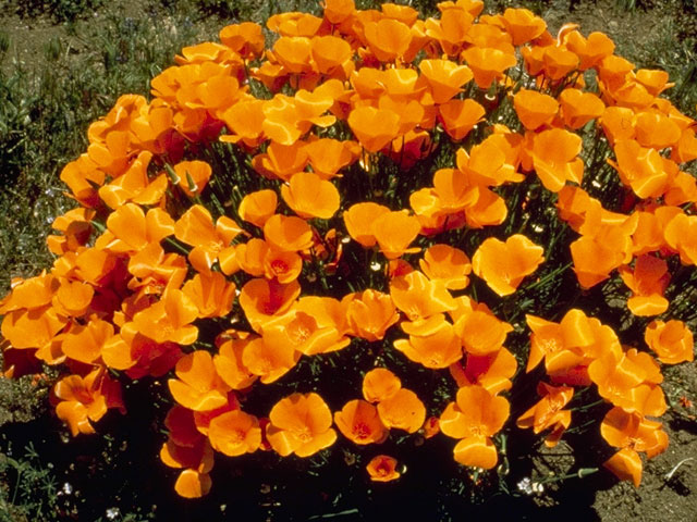 Eschscholzia californica (California poppy) #7055