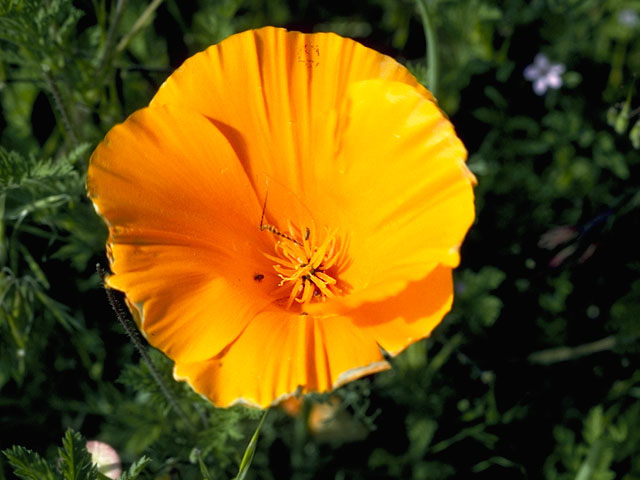 Eschscholzia californica (California poppy) #7056