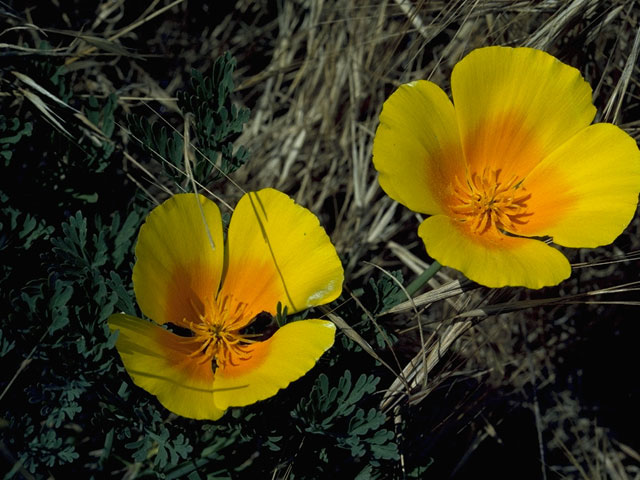 Eschscholzia californica (California poppy) #7057