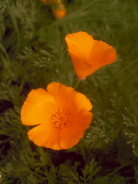 Eschscholzia californica (California poppy) #7059