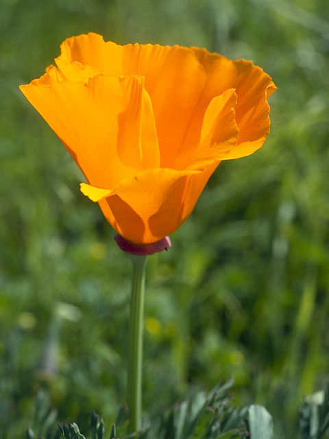 Eschscholzia californica (California poppy) #7060