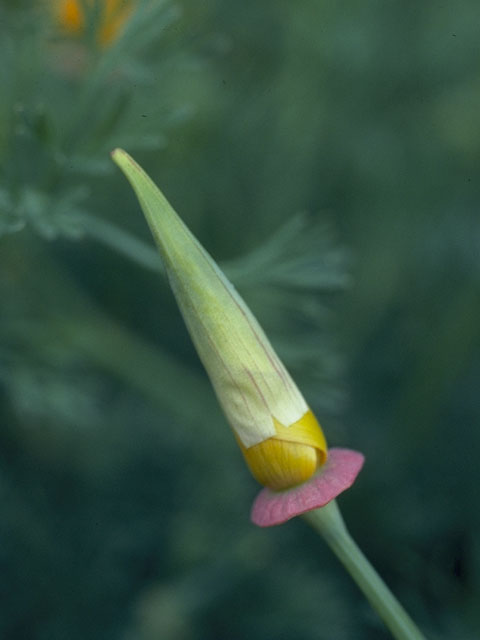 Eschscholzia californica (California poppy) #7061