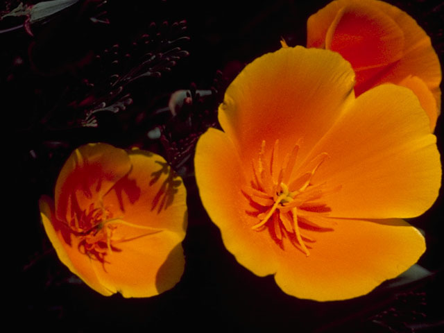Eschscholzia californica (California poppy) #7062