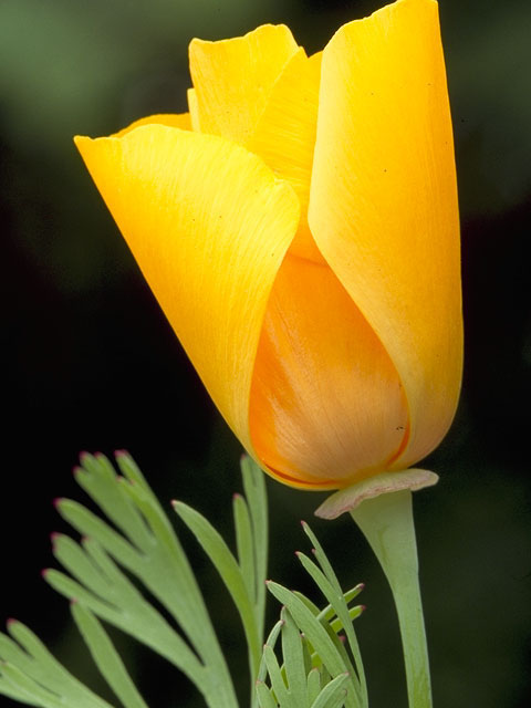 Eschscholzia californica (California poppy) #7063