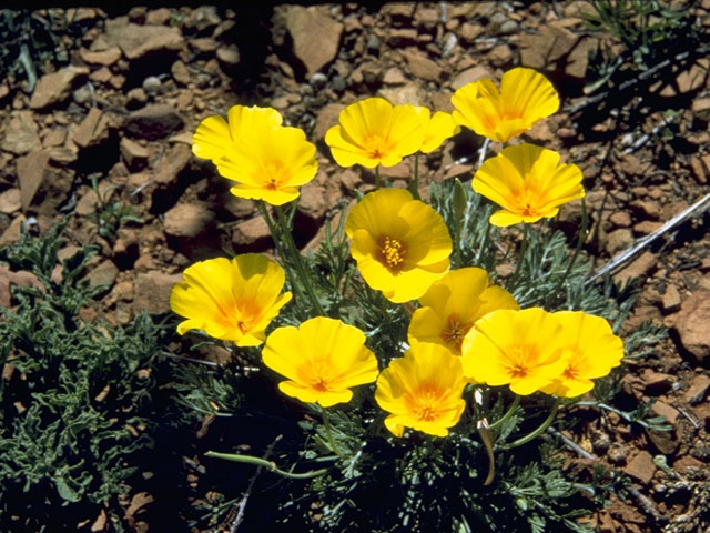 Eschscholzia californica ssp. mexicana (Mexican gold poppy) #7065