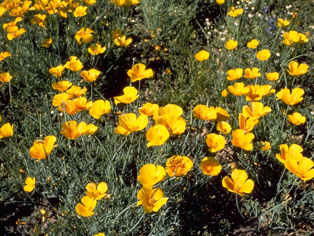 Eschscholzia californica ssp. mexicana (Mexican gold poppy) #7069