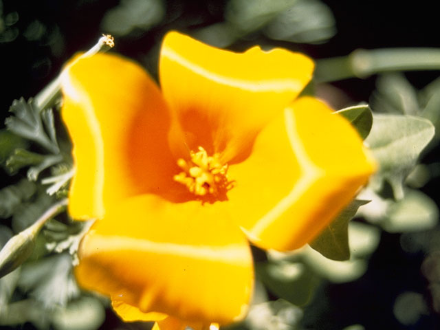 Eschscholzia californica ssp. mexicana (Mexican gold poppy) #7070