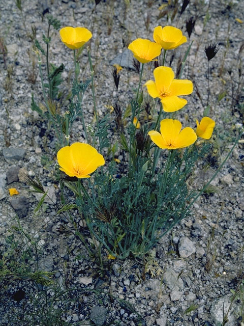 Eschscholzia californica ssp. mexicana (Mexican gold poppy) #7071