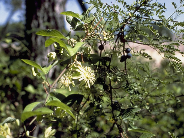 Passiflora affinis (Bracted passionflower) #7106