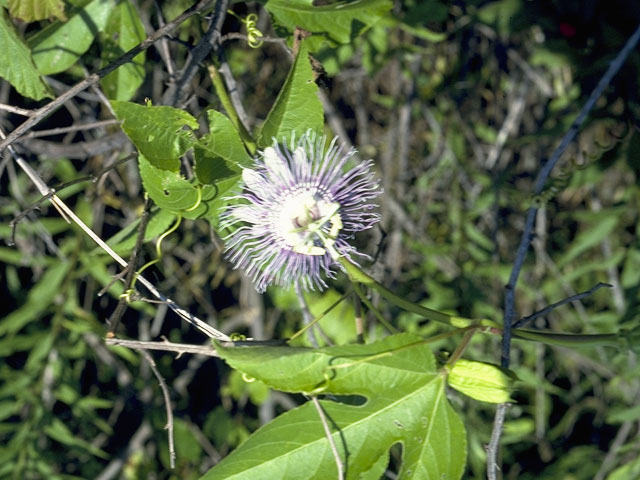Passiflora incarnata (Maypop) #7110