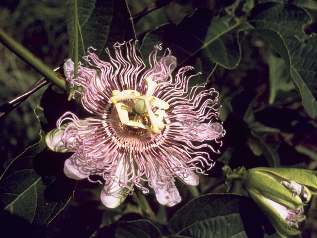 Passiflora incarnata (Maypop) #7112