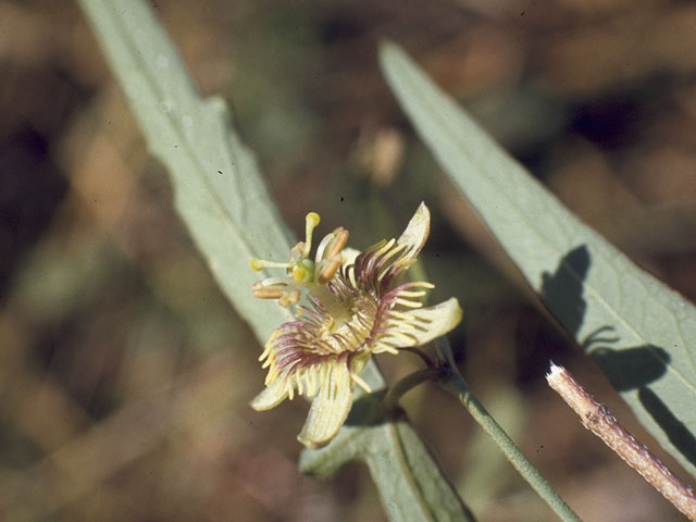Passiflora tenuiloba (Birdwing passionflower) #7115