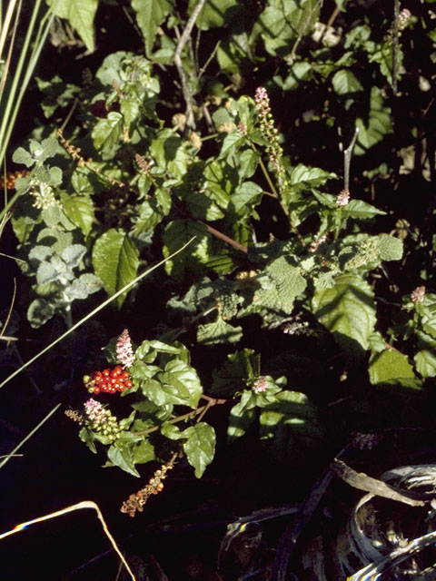 Rivina humilis (Pigeonberry) #7132