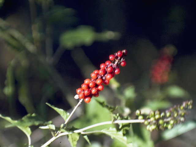 Rivina humilis (Pigeonberry) #7133