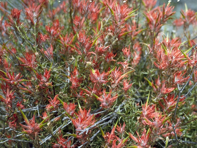 Castilleja linariifolia (Wyoming indian paintbrush) #7186