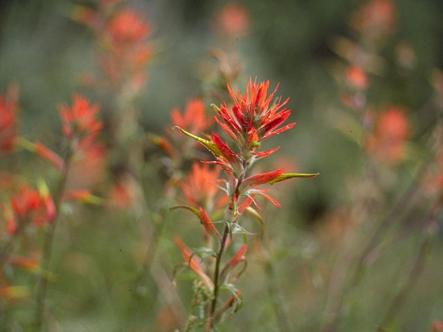 Castilleja linariifolia (Wyoming indian paintbrush) #7188