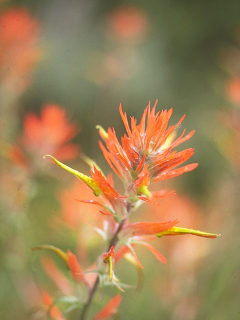 Castilleja linariifolia (Wyoming indian paintbrush) #7189
