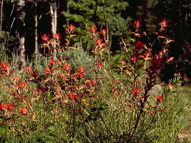 Castilleja linariifolia (Wyoming indian paintbrush) #7190