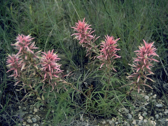 Castilleja sessiliflora (Downy painted cup) #7224