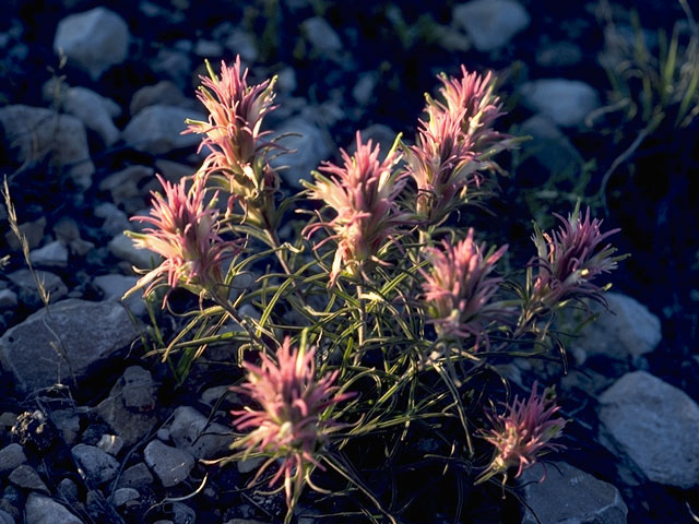 Castilleja sessiliflora (Downy painted cup) #7229