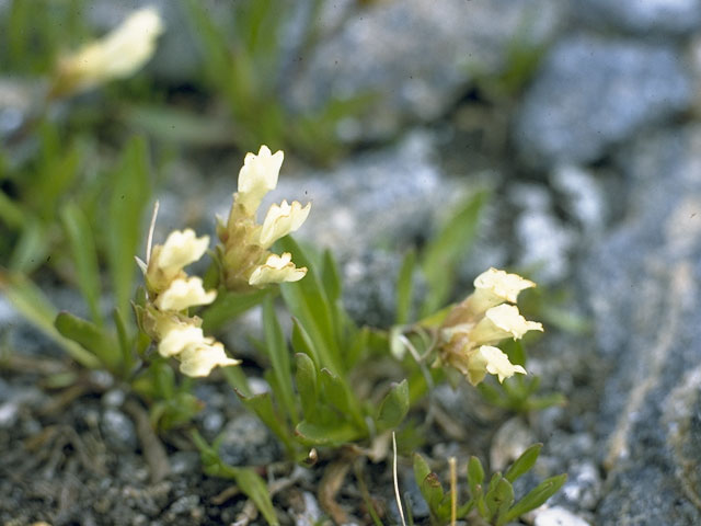 Chionophila jamesii (Rocky mountain snowlover) #7259