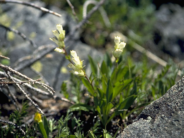 Chionophila jamesii (Rocky mountain snowlover) #7260