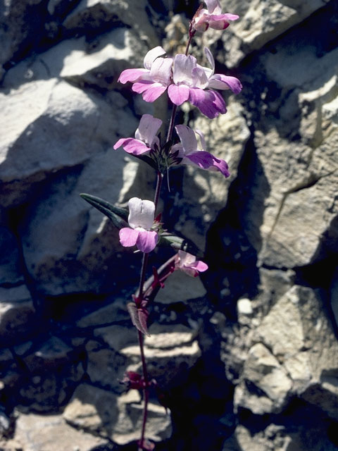 Collinsia tinctoria (Sticky chinese houses) #7273
