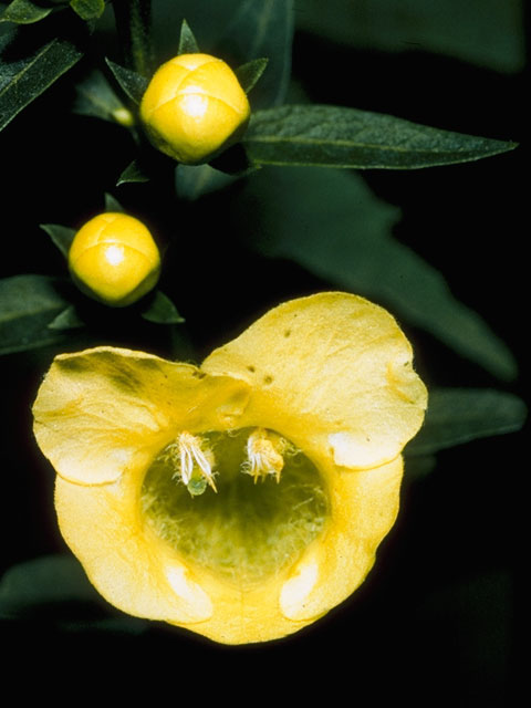 Aureolaria laevigata (Entireleaf yellow false foxglove) #7281