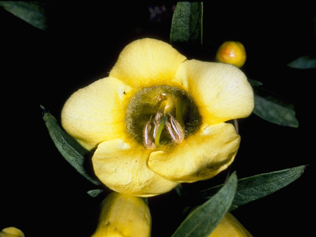 Aureolaria virginica (Downy yellow false foxglove) #7290