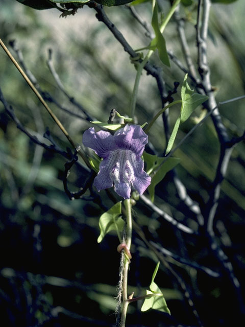 Maurandella antirrhiniflora (Snapdragon vine ) #7319