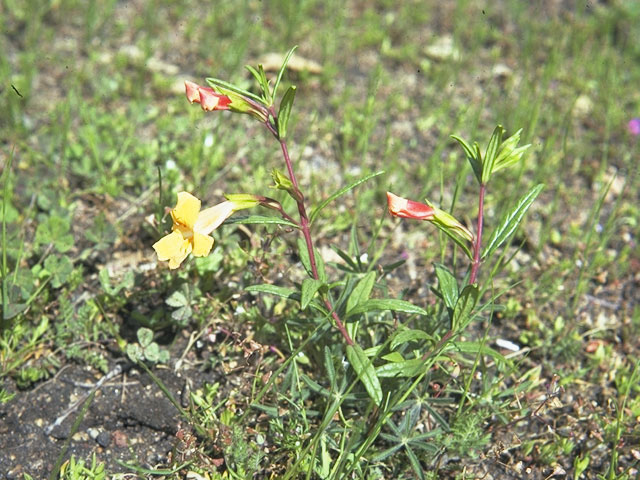 Diplacus aurantiacus ssp. aurantiacus (Orange bush monkeyflower) #7321