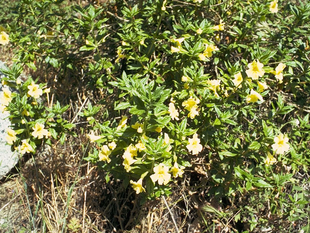 Diplacus grandiflorus (Largeflower bush-monkeyflower) #7326
