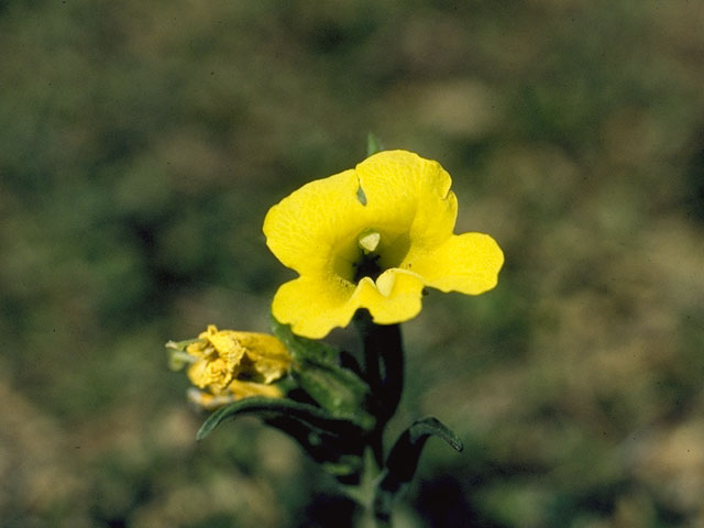 Mimulus brevipes (Widethroat yellow monkeyflower) #7331