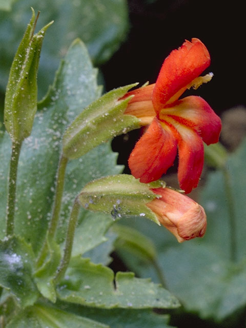 Mimulus cardinalis (Scarlet monkeyflower) #7339