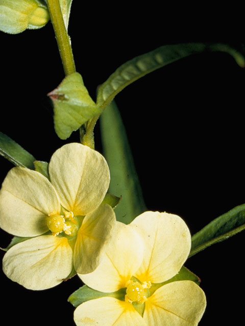 Ludwigia alternifolia (Seedbox) #7345
