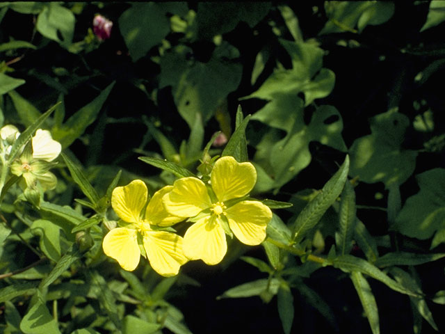 Ludwigia decurrens (Wingleaf primrose-willow) #7349