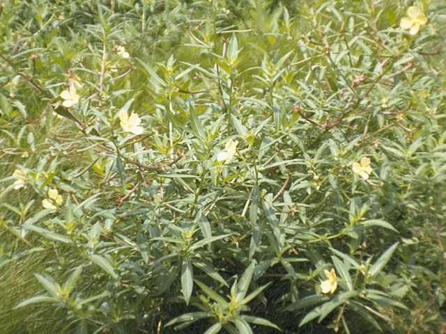 Ludwigia octovalvis (Mexican primrose-willow) #7358