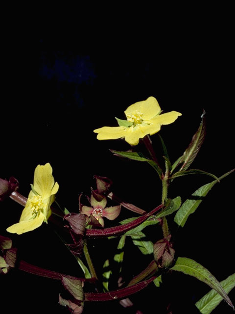 Ludwigia octovalvis (Mexican primrose-willow) #7360