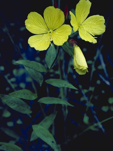 Oenothera fruticosa (Narrowleaf evening-primrose) #7365