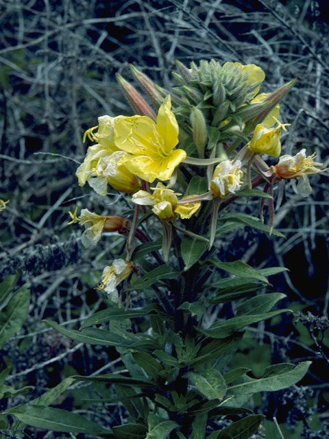 Oenothera biennis (Common evening-primrose) #7380