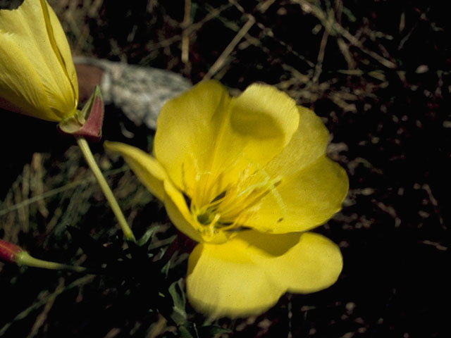 Oenothera biennis (Common evening-primrose) #7381