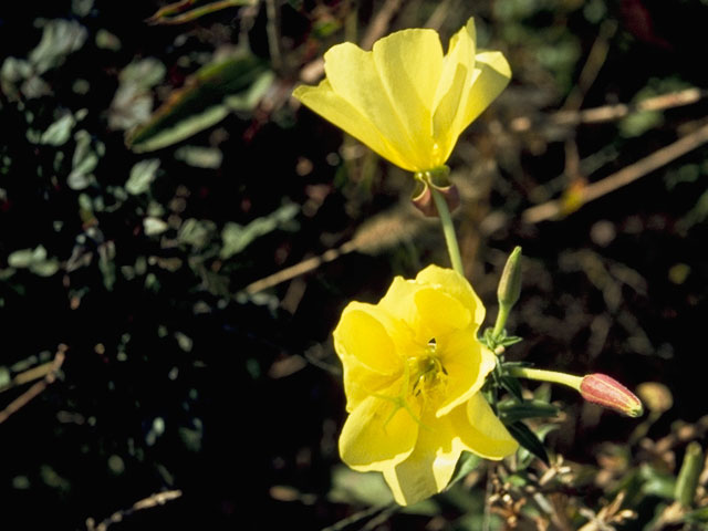 Oenothera biennis (Common evening-primrose) #7382