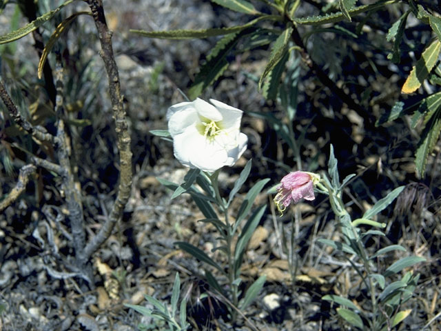 Camissonia californica (California suncup) #7396