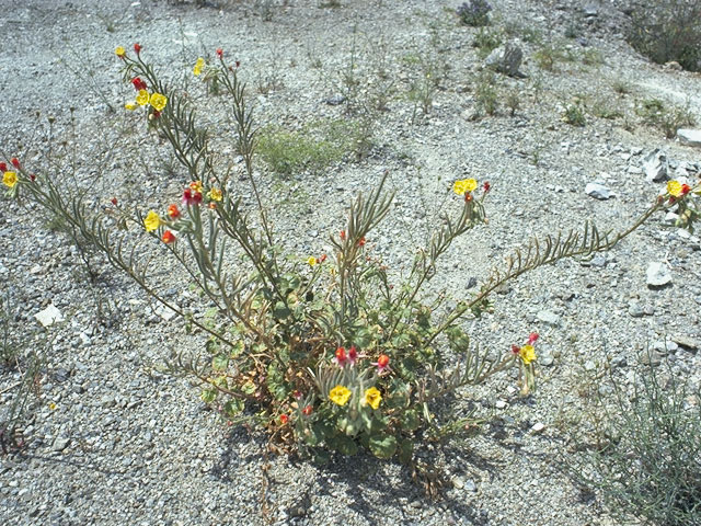 Camissonia cardiophylla ssp. cardiophylla (Heartleaf suncup) #7398