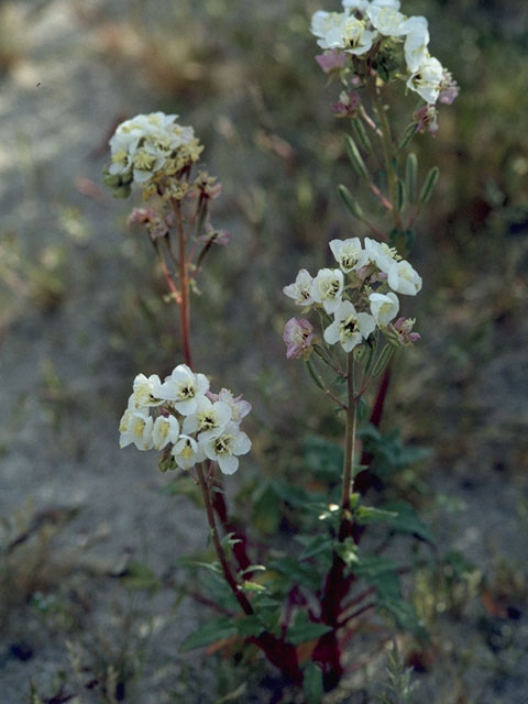 Camissonia claviformis ssp. claviformis (Browneyes) #7406