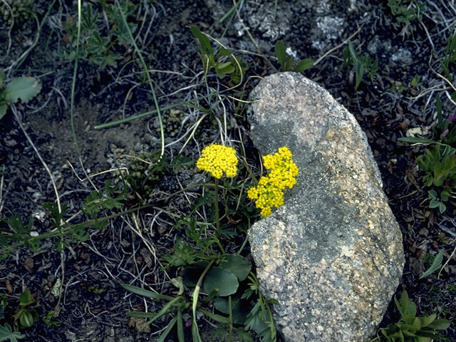 Oreoxis alpina (Alpine oreoxis) #7431