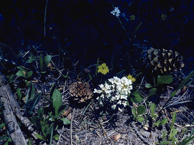 Orogenia linearifolia (Great basin indian potato) #7432