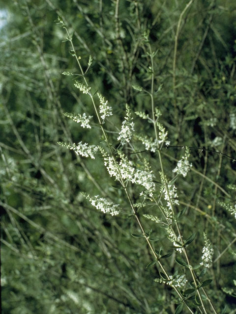 Aloysia gratissima (Whitebrush) #7489