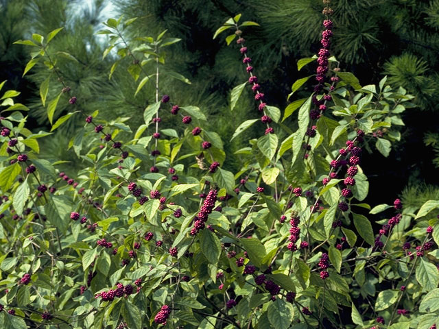 Callicarpa americana (American beautyberry ) #7494